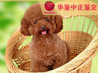 山东狗做动物亲子鉴定