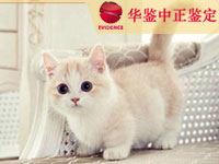 山东猫做动物亲子鉴定