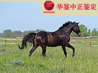 山东马做动物亲子鉴定