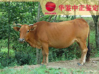 山东牛做动物亲子鉴定