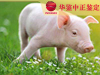 山东猪做动物亲子鉴定